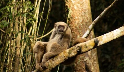 Muriquis Utara Duduk di Cabang