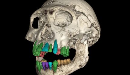 Rekonstruksi 3D Tengkorak Fosil Homo Awal Sub-Dewasa