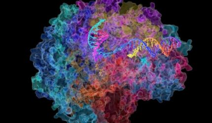 RNA Polimerase II