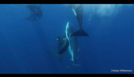 Orcas Hunting Whale Shark