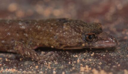 Close-Up Pseudogonatodes fuscofortunatus