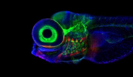 Gerakan Mata Otak Mikroskop Confocal Zebrafish