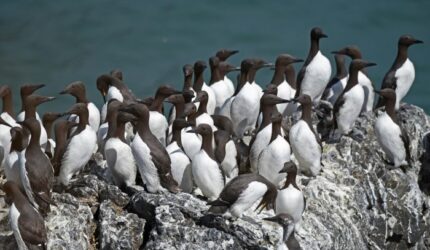 Murres Biasa di Koloni Pembibitan di Alaska