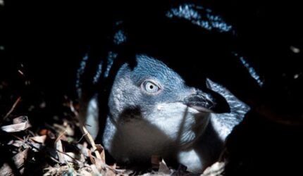 Penguin Kecil Tutup