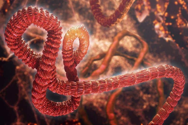 Ebola Virus Can Spread Through Skin, Study Finds