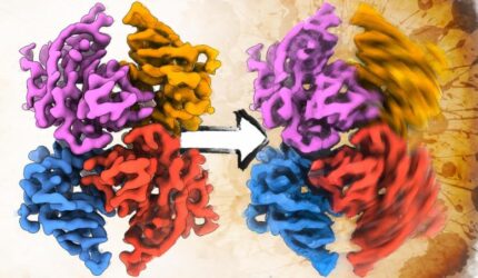 Struktur baru protein amiloid kritis