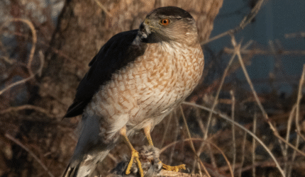 Cooper's Hawk