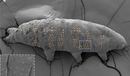Tato tardigrade