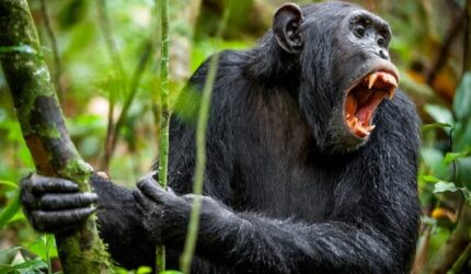 Hutan hujan simpanse yang marah