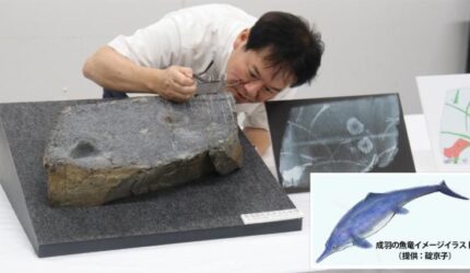 Profesor Kato dengan cermat memeriksa fosil ichthyosaur