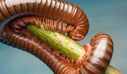 Millipede Close Up