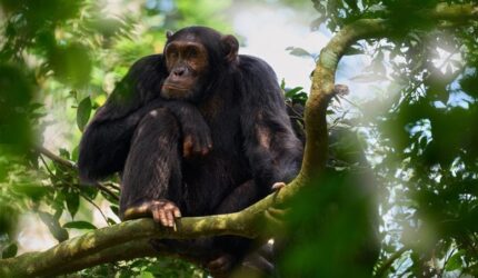 Simpanse di Taman Nasional Tree Kibale Uganda
