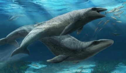 Janjucetus Dullardi Calf dan Ibu