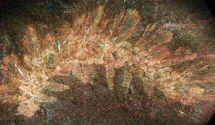 Palaeocampa Anthrax