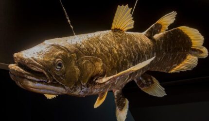 Indonesian Coelacanth (Latimeria menadoensis)