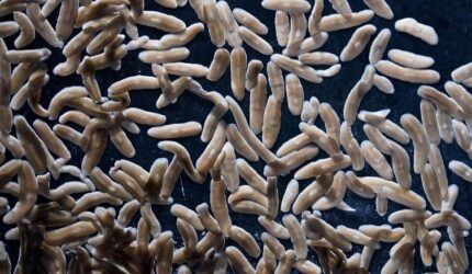 Cacing Pipih Planaria