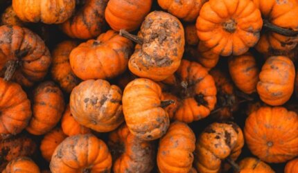 Ilmuwan Akhirnya Menemukan Alasan Mengapa Labu Menyerap Polusi 5 Labu Kecil yang Kotor