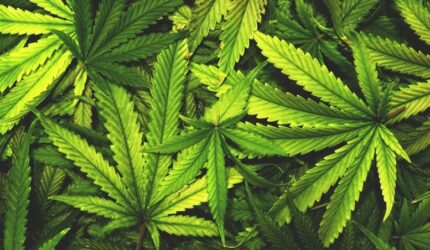 Daun Ganja Daun Ganja Vintage