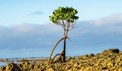 Pertumbuhan Tanaman Mangrove