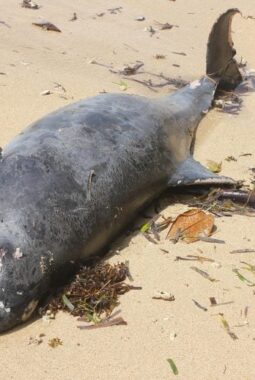 berita-rekomendasi-foto