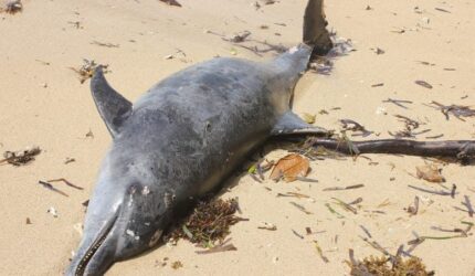 Bangkai Lumba-lumba Terdampar di Pantai