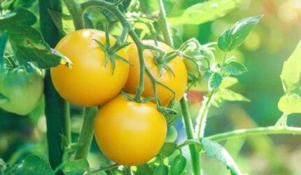 Mengapa Beberapa Tomat Berwarna Kuning? Peneliti Memecahkan Misteri