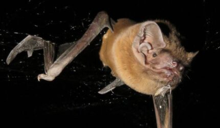 Kelelawar Noctule sedang Terbang