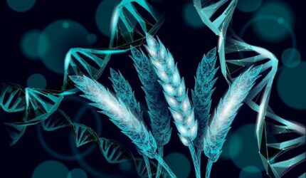 Para Ilmuwan Baru Saja Menemukan Peralihan Genetik Kecil yang Dapat Memberi Makan Miliaran Orang