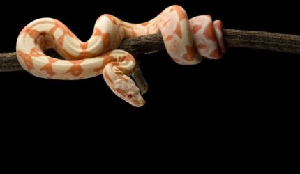 Ular Boa Ekor Merah Tergantung di Cabang