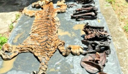 36 Kasus Satwa Liar Tercatat di Aceh, Bener Meriah Tertinggi