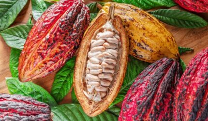 Buah Kakao Segar Daun Kakao Hijau