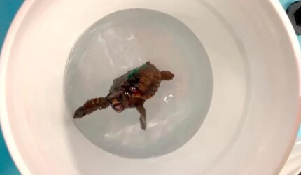 Tarian Penyu Tempayan Muda