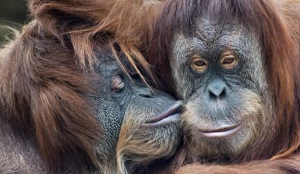 Primata Orangutan Berciuman