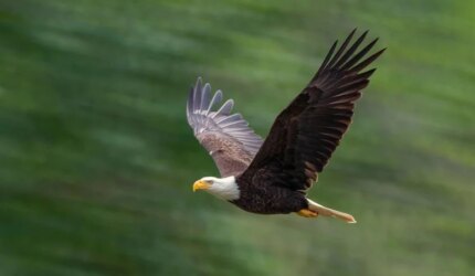 Terbang Elang Botak yang Luar Biasa