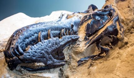 Moncong Nanotyrannus lanensis