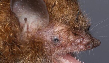 Murina philippinensis