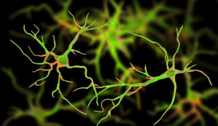 Ilustrasi Sel Saraf Astrosit