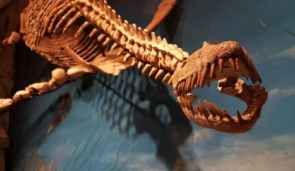 Reptil Laut Punah Pliosaurus Opal Langka