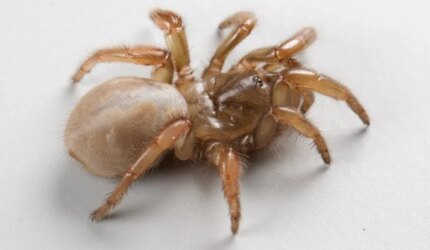 Apostichus ramirezae