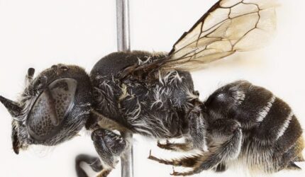 Spesimen Lebah Megachile Lucifer Betina Dari Australia Barat
