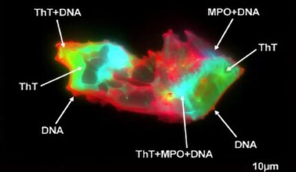 Mikrokot COVID panjang
