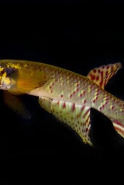 berita-rekomendasi-foto