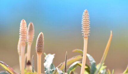 Ekor Kuda Lapangan Muda