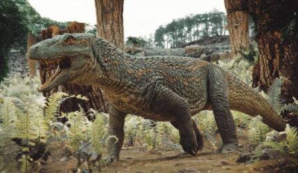 Bellator Tainrakuasuchus