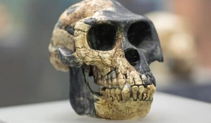 Ardipithecus ramidus Tengkorak Australopithecina Nenek Moyang Manusia