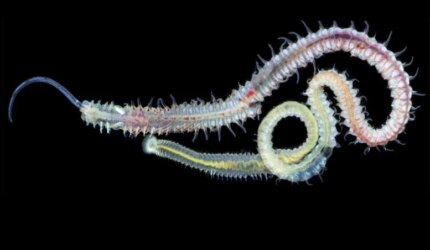 Polychaete Spionid Bor Cangkang Laut Dewasa