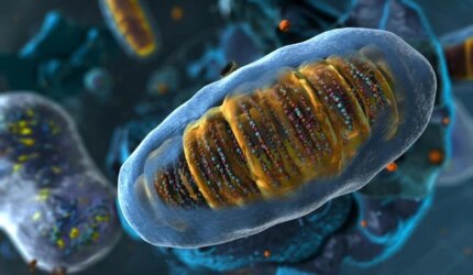 Organel Di Dalam Mitokondria Eukariota