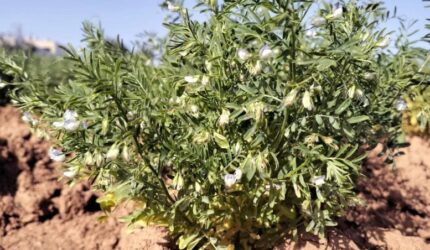 Tanaman Lentil Ditanam di Fuerteventura
