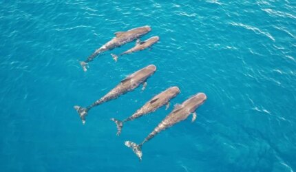 Pod Paus Pilot Berenang di Laut Biru Jernih