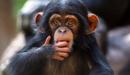 Simpanse Muda Melakukan Kontak Mata